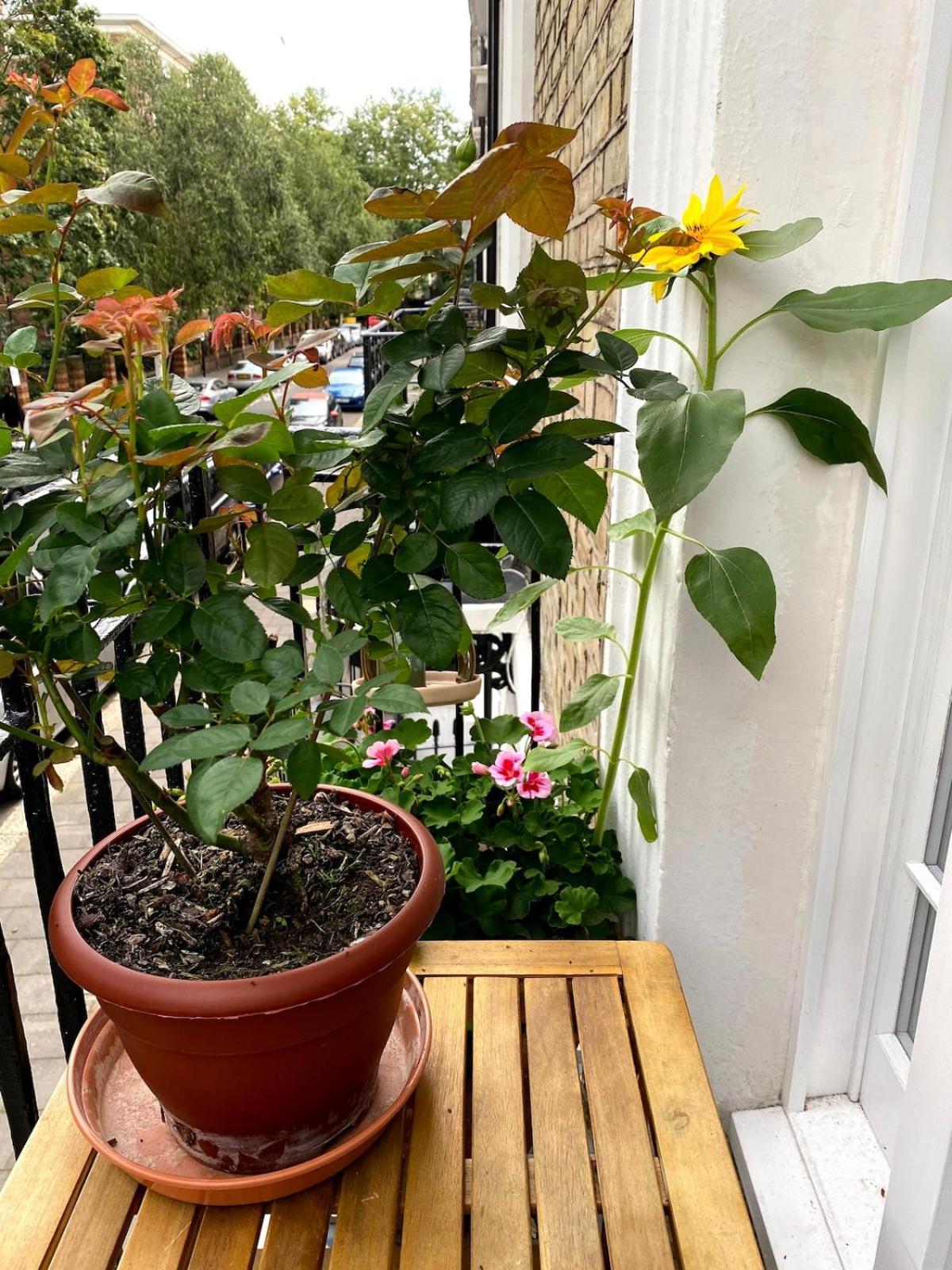Cosy And Stylish With Balcony * London