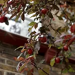 Luxury London Garden Home Sleep 7, 2 Mins To Metro