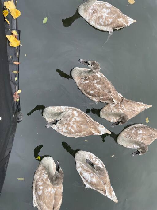 Båthotell Comfy Canal Boat In Little Venice For Family & Friends *