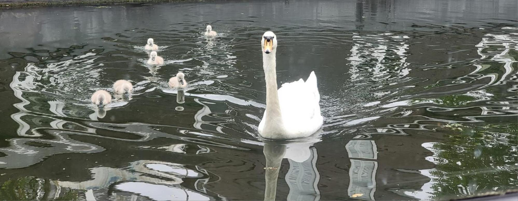 Comfy Canal Boat In Little Venice For Family & Friends Båthotell London