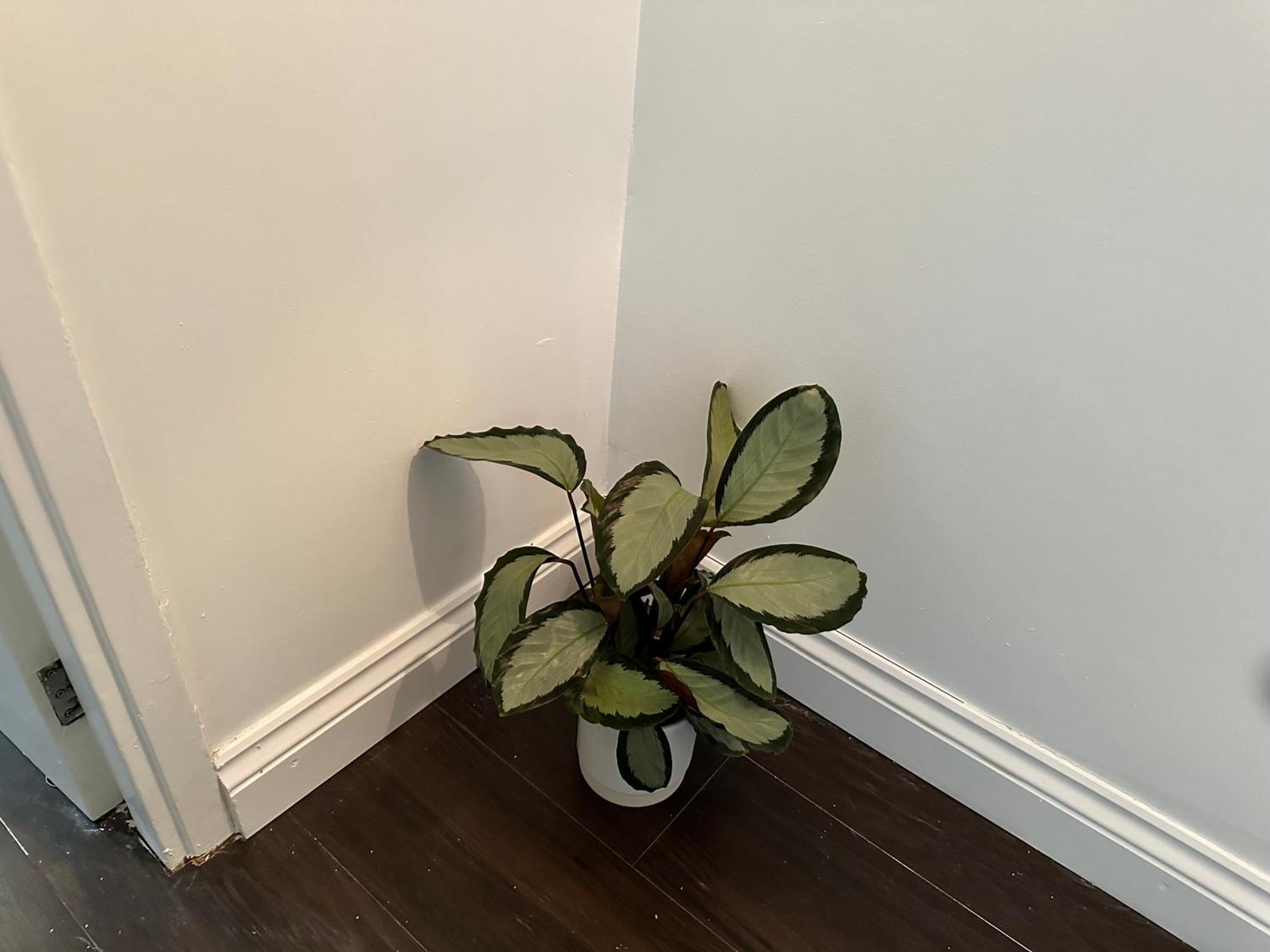 Zion Apartment London