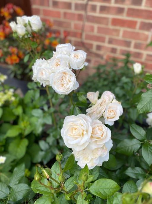 Lejlighed Garden Flat In London