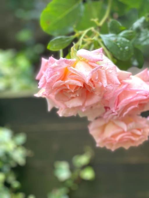 Private Garden Flat Stroud Finsbury Park Appartement Londen