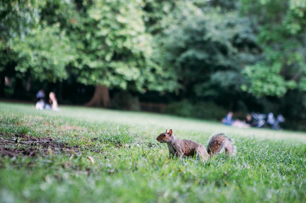 Safestay Kensington Holland Park (adults Only) Ostello