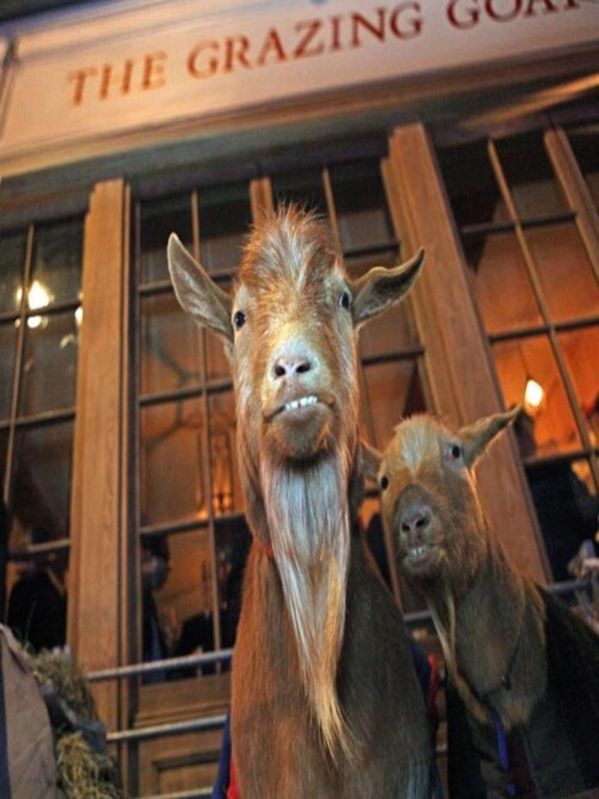 Hotell The Grazing Goat 3*